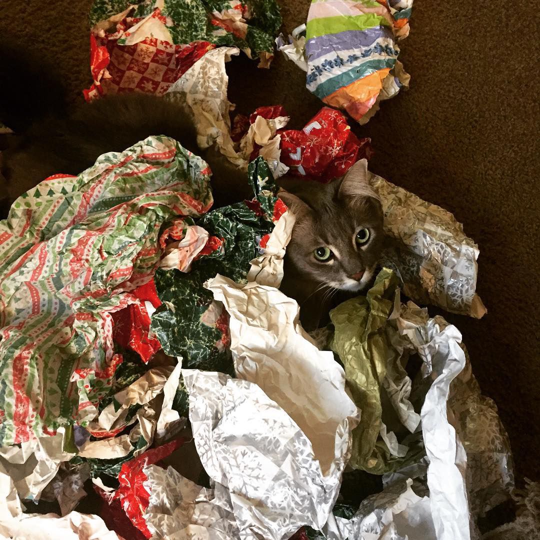 Christmas Cats